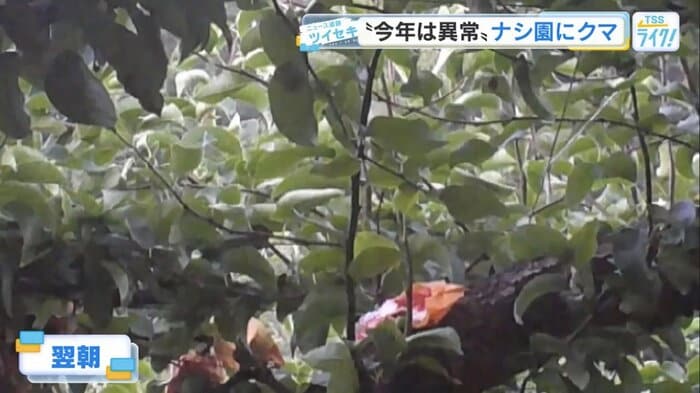 木の上に残されていたナシの食べ跡
