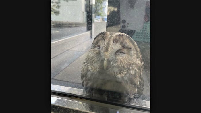TOSの社屋のガラスに激突したフクロウ