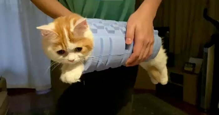 胴体が筋膜ローラーになった猫が登場