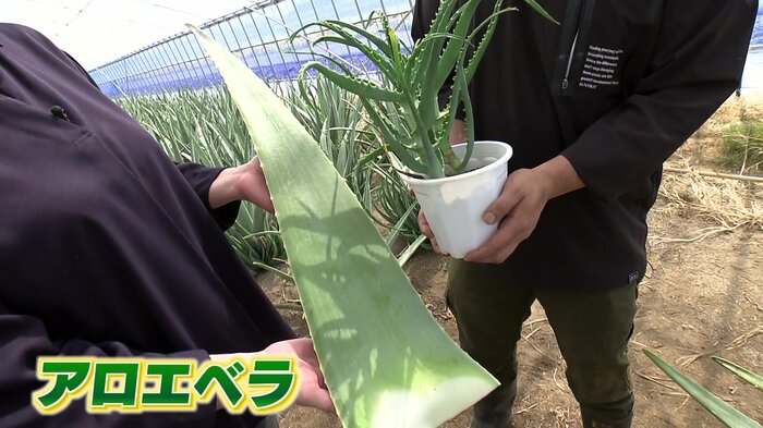 家庭栽培できる「キダチアロエ」と比べ大きさは一目瞭然!
