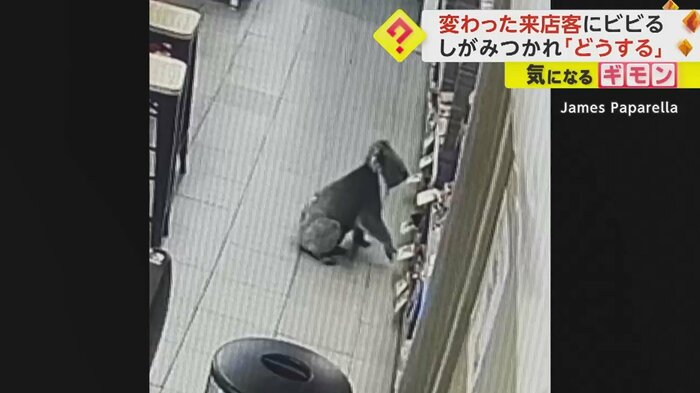立ち止まったコアラ 商品を眺めている?
