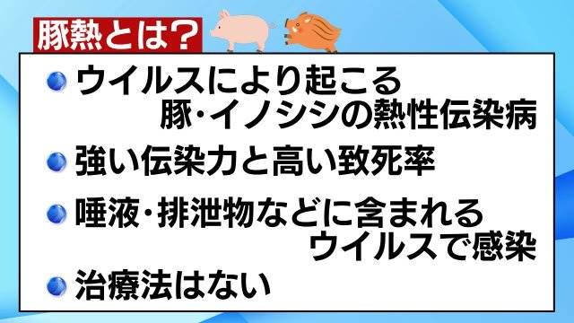 福島県・野生イノシシの【豚熱】感染を確認 人への感染は?? 感染した豚肉食べても大丈夫???