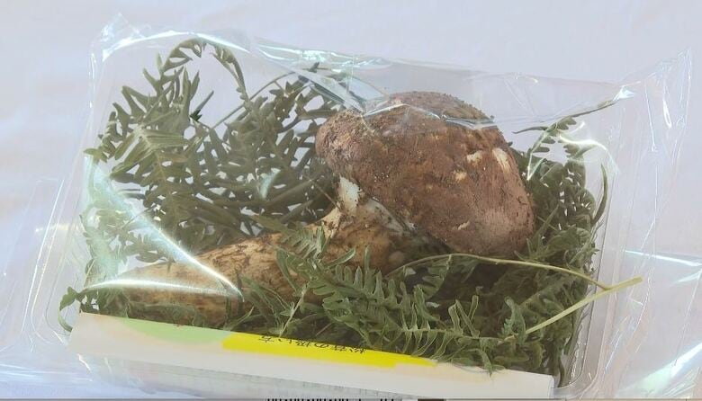 長い列…お目当ては「マツタケ量り売り」20グラム1000円から　1時間半で売り切れ　長野・豊丘村｜FNNプライムオンライン