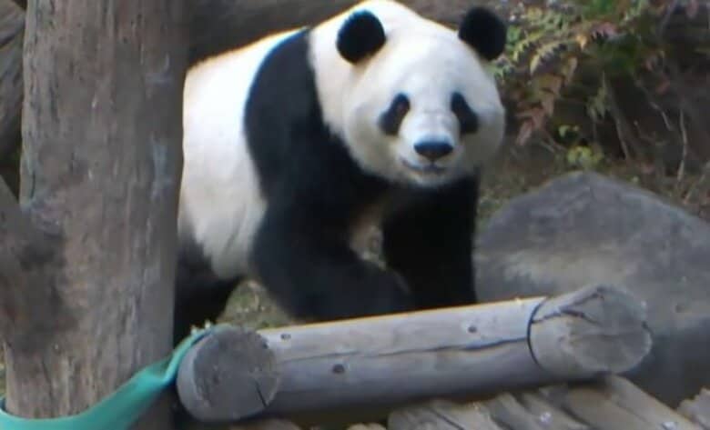 “1人1分”観覧ルールに…上野動物園のパンダに長蛇の列 2026年1月に中国へ返還 約50年ぶりに“国内ゼロ”に|FNNプライムオンライン