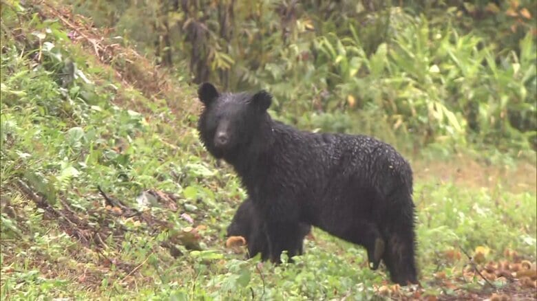 相次ぐ人身被害…クマはなぜ人里に？　専門家は「集落の縮小や高齢化で人間側のクマを押し返すパワーが不足」と指摘｜FNNプライムオンライン