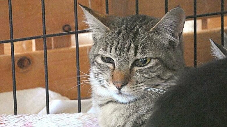 「ひげが焼け、喉までやけど」猫16匹が住宅火災で焼け出される　保護団体の治療を受け、徐々に回復　新しい家族のもとへ「ごはんも食べられました」「幸せになってね」｜FNNプライムオンライン