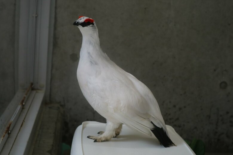 冬羽(オス)(提供:市立大町山岳博物館)