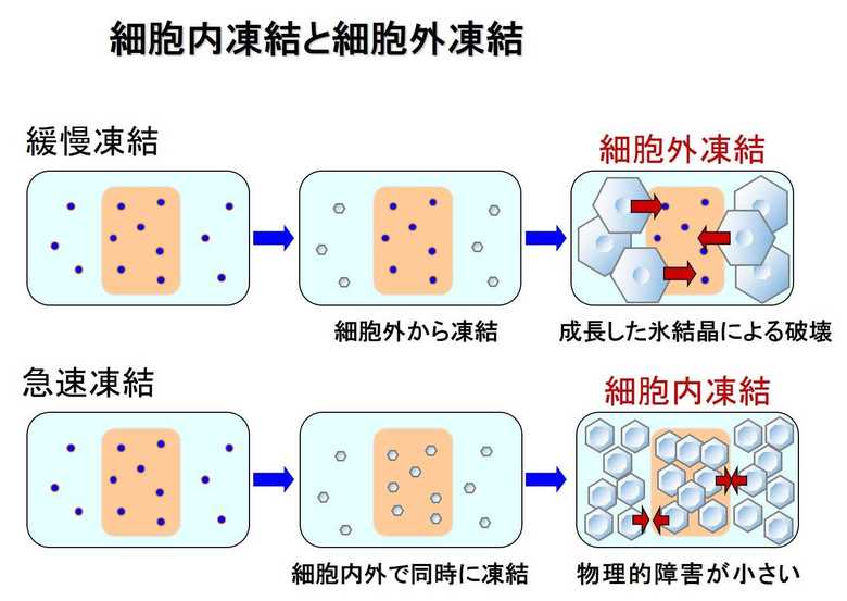 通常の凍結と急速凍結の違い。休息凍結では細胞の氷結晶も小さくなる(提供:前川製作所)