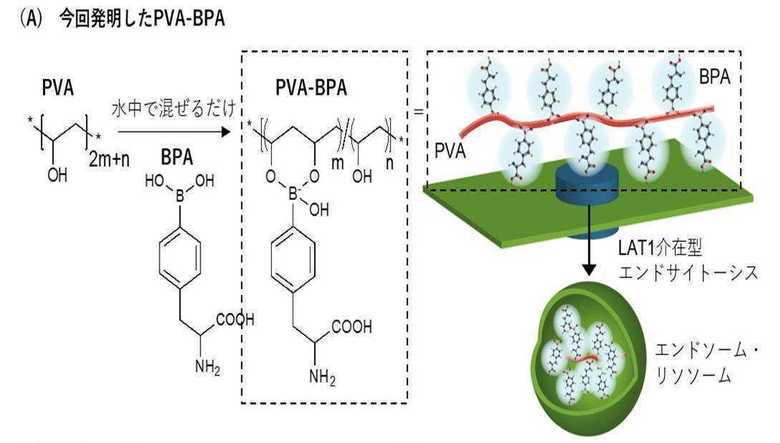従来の薬剤は細胞質に蓄積される。新しい薬剤は細胞内にあるエンドソームやリソソームという小器官に蓄積される 出典:東京工業大学