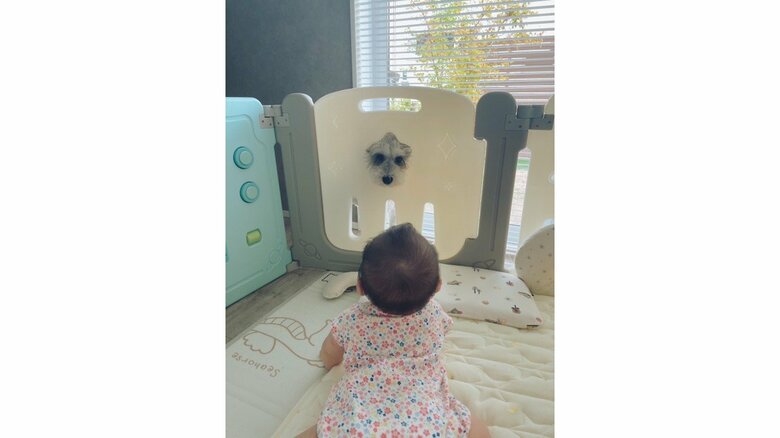 見つめ合う犬と赤ちゃん(提供:こんぶさん)