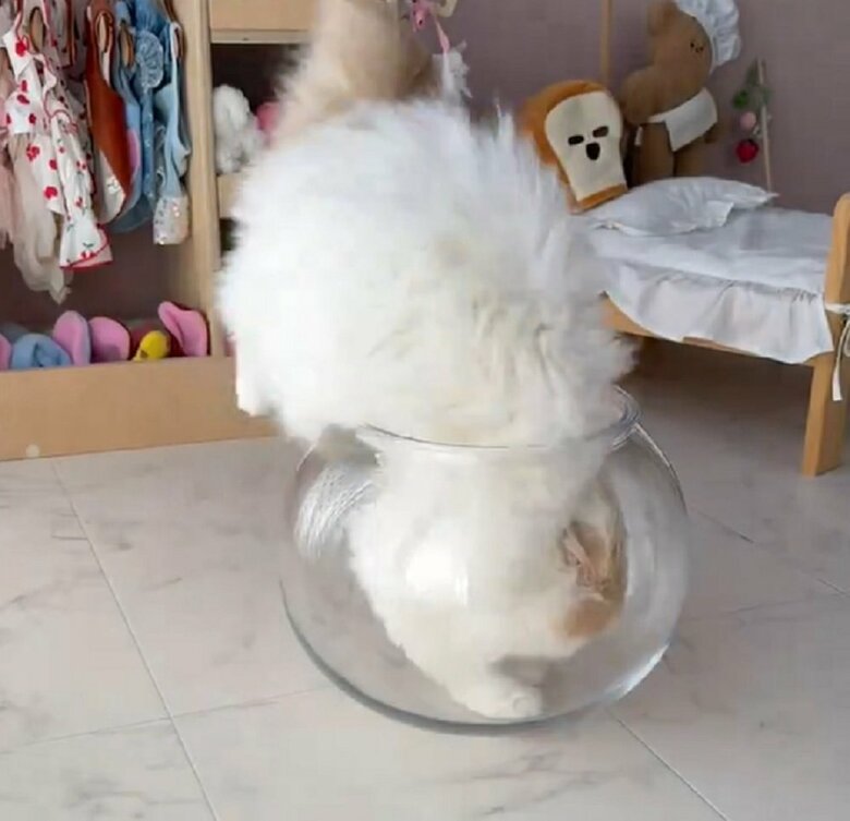 頭から透明な容器（猫鉢）の中へ入り込む