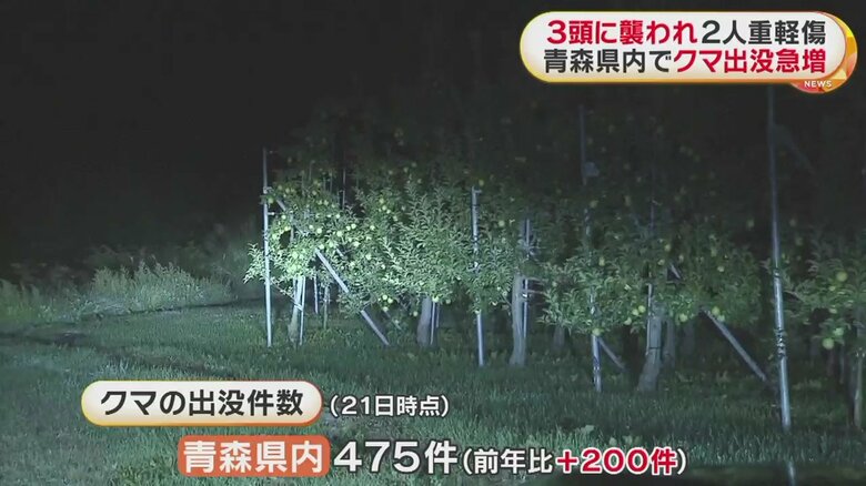青森県内のクマの出没件数は前年比200件増