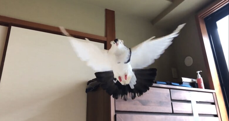 華麗に羽ばたく