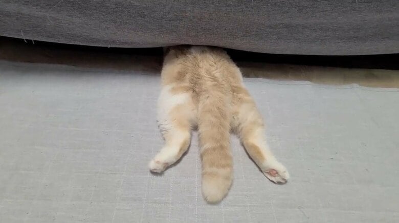 提供：犬と猫の親バカ日記さん