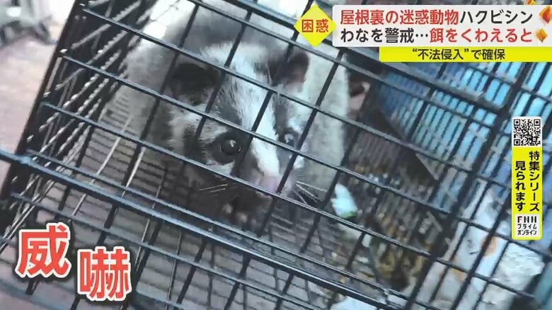 近づくと暴れるハクビシン