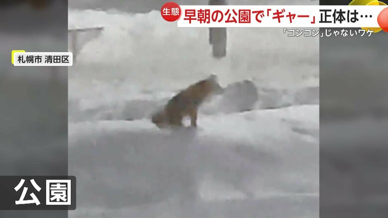 早朝、公園で「ギャオーン！」と鳴き続けるキツネ