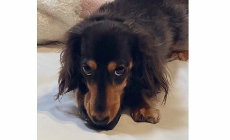 病院から帰ると、遊びを要求された模様