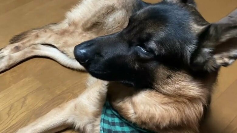 膝に乗るTOBIくんを冷静に（？）眺めるBOBIくん（提供：Tobi and Bobi シェパード兄弟犬さん）