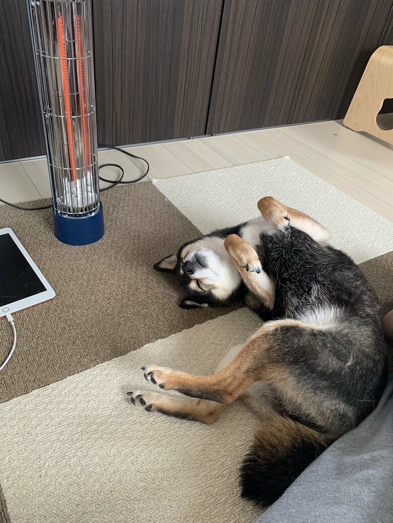 暖かくて快適そう