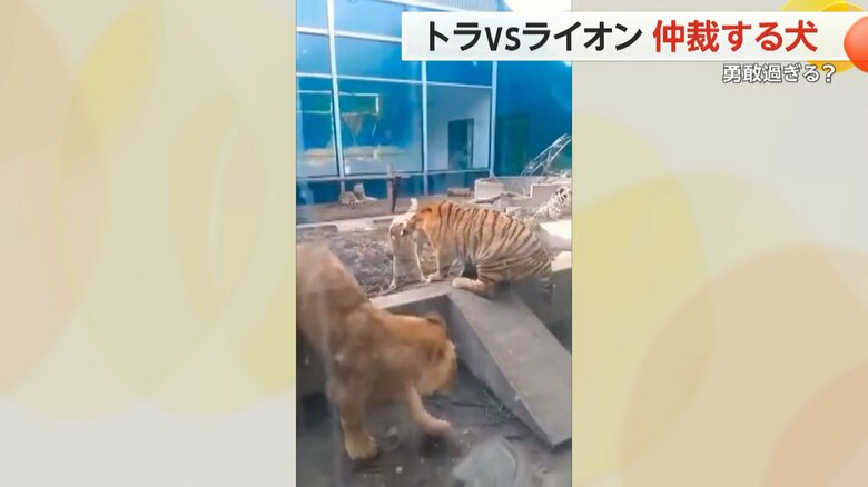 すきをついて、トラの後ろに回り込もうとするライオン