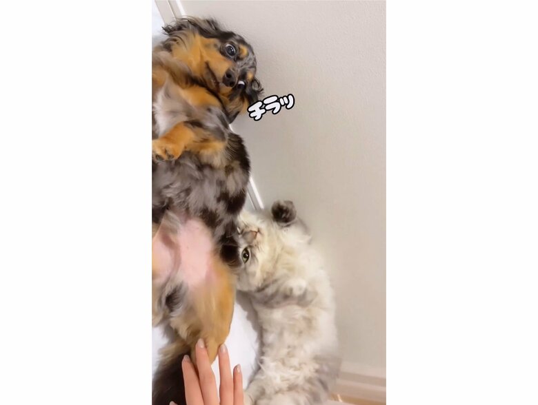 提供：チワックスの諭吉くん。さん