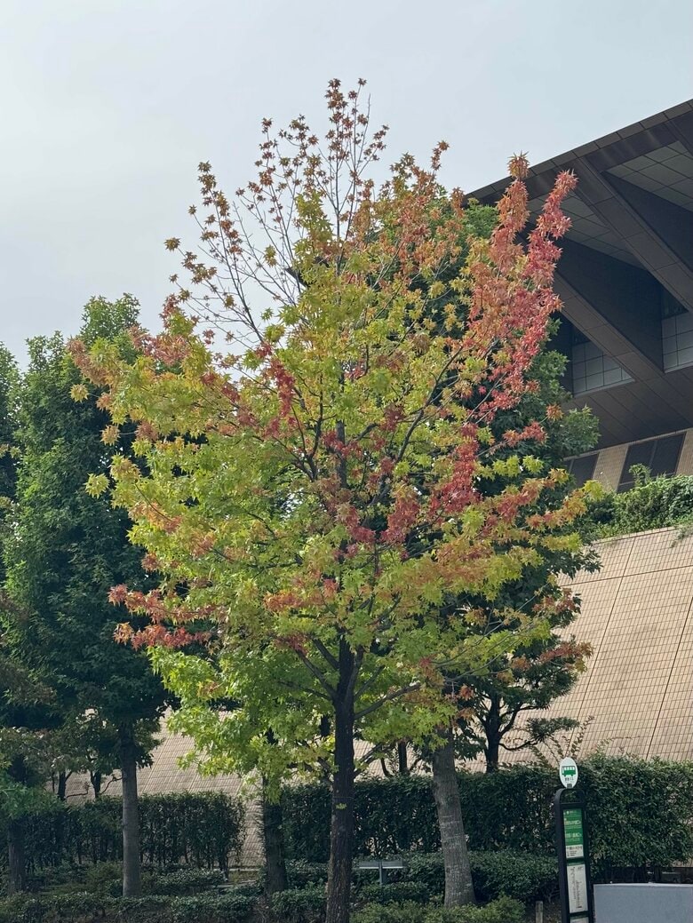 ▲【色づき度：10％】 1日／東京・江東区