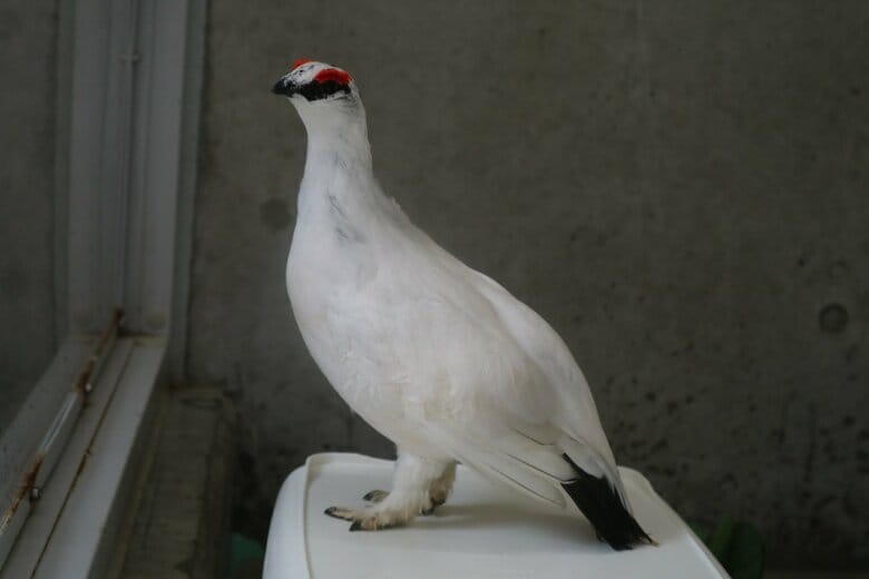 冬羽（オス）（提供：市立大町山岳博物館）