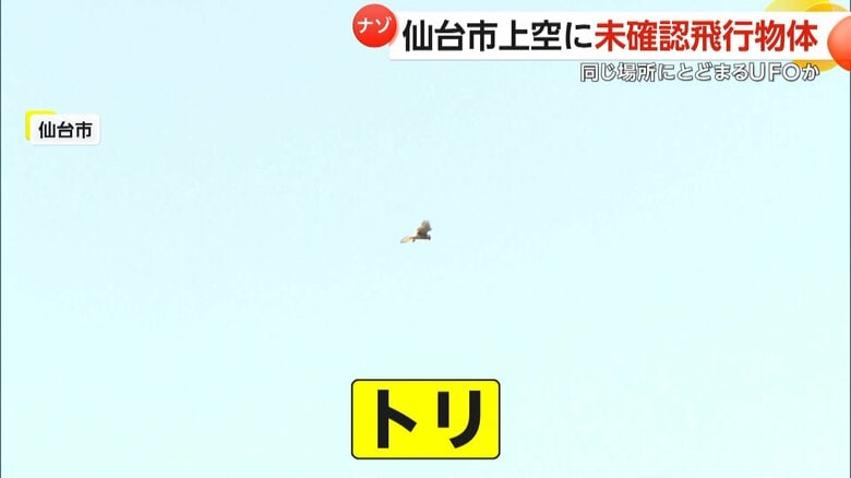 取材班が見つけた上空の同じ場所に留まって飛ぶトリ