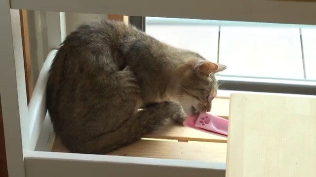 ごはんを食べる「キラ」