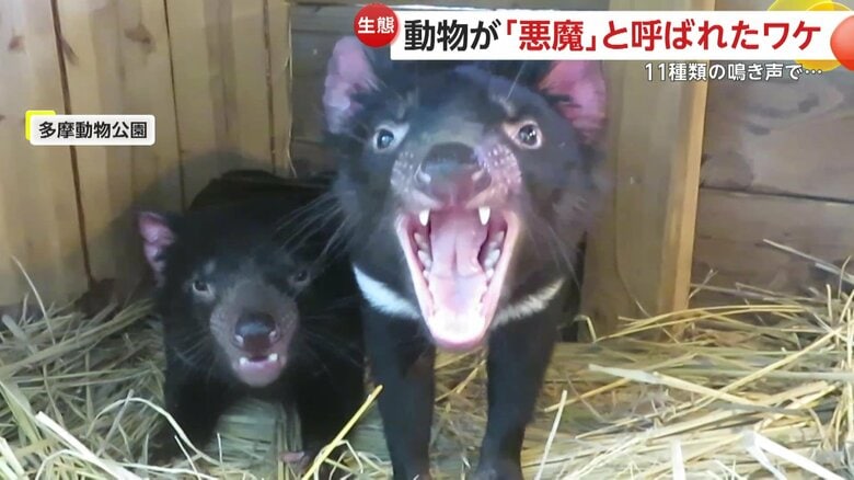 少なくとも11種類の発声があると言われているタスマニアデビル