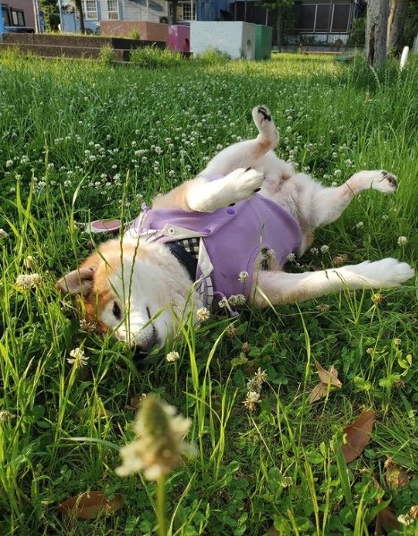 提供：柴犬ななさん