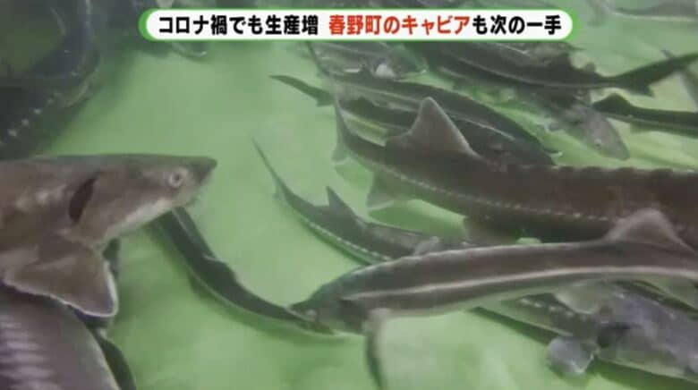 ゴミ焼却の余熱で短時間での成長に期待