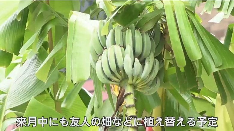 実をつける中央分離帯に植えられたバナナ