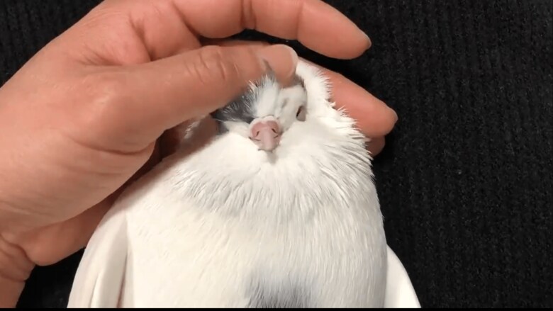 かきかきも好き