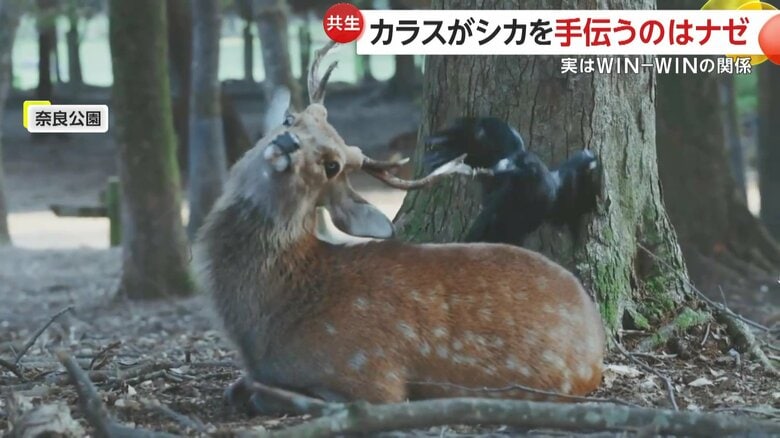 シカのツノの皮を引っ張るカラス。シカの顔が傾いている
