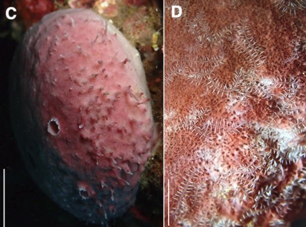水深十数メートルの岩場に付着するカタカイメン属の一種（C）の内部に棲息し、（D）ではカイメンの体表から多数の尾部が出ているのが見える（提供：東京大学大学院理学系研究科・附属臨海実験所の三浦徹教授）