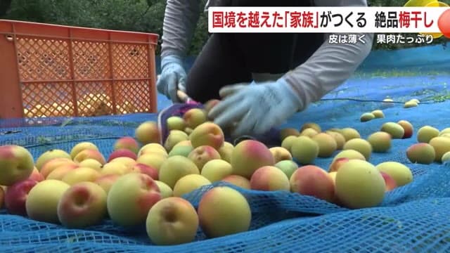 実を丁寧に拾うリュウさん　農場と工場の責任者になった