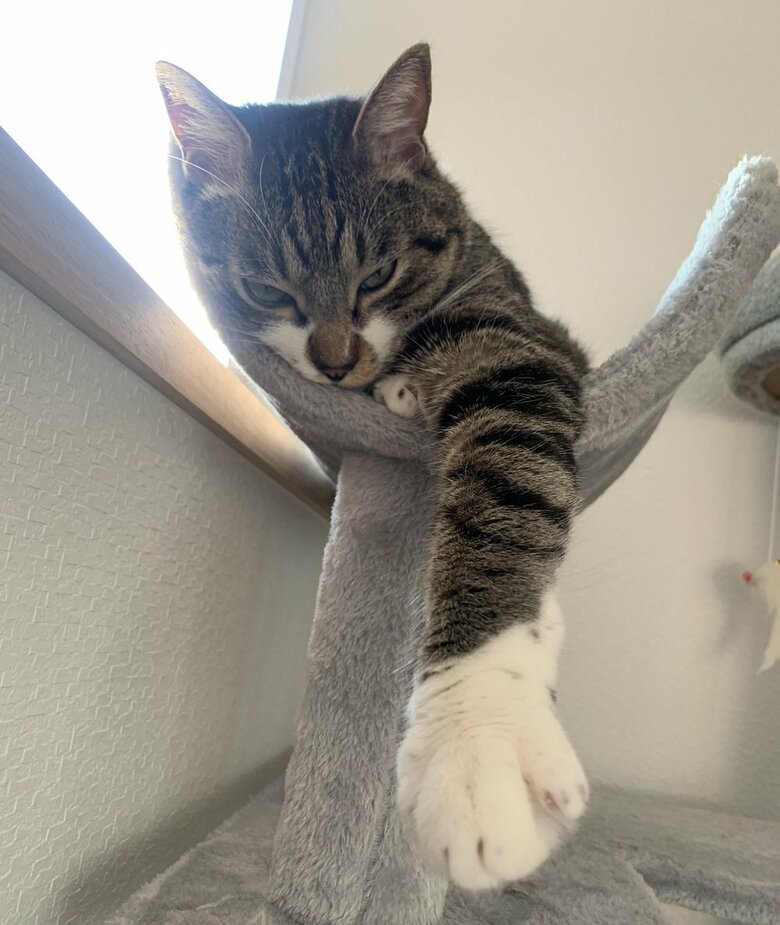 「握手していきにゃ」とお誘い