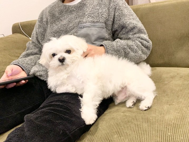 リラックス中のわむうくん