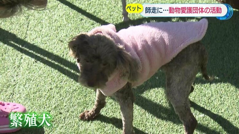 トイプードルのメス・ハニー