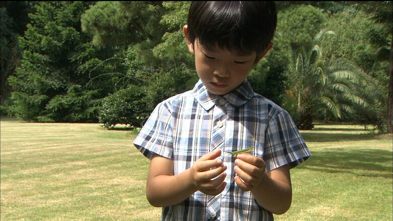 2012年昆虫を興味深くみる悠仁さま