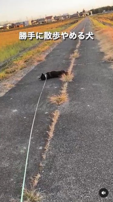 提供：柴犬むさしとこじろうさん