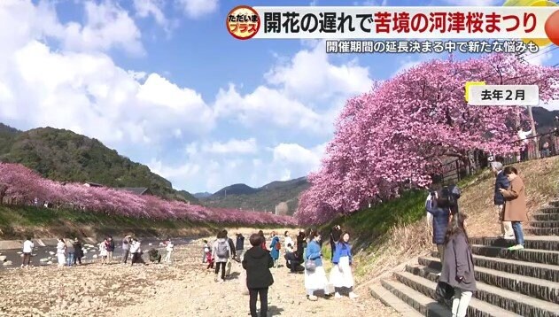2024年2月の河津桜まつり