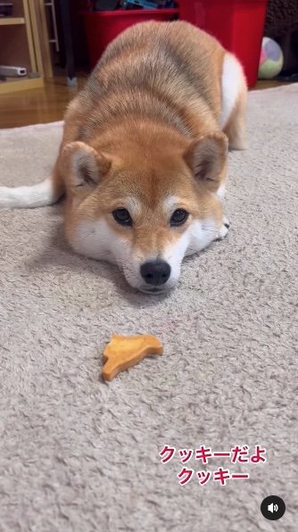 提供：柴犬ゆきちゃん