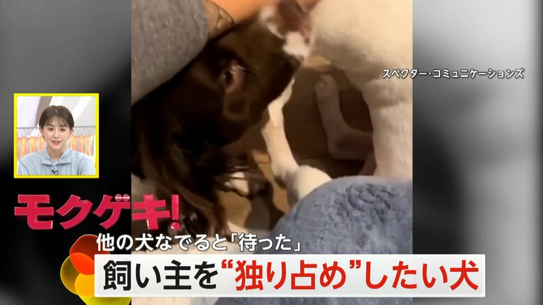 ヨーロッパで撮影された飼い主を独り占めしたい犬の映像