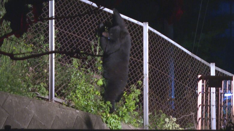 5月、クマがフェンスを乗り越えて逃走（北上市の東北自動車道北上江釣子インターチェンジ近く）