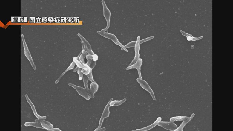 マイコプラズマ肺炎