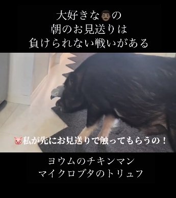 朝のお見送り中の2匹。どっちが先にパパさんに撫でてもらえるか“勝負”中？