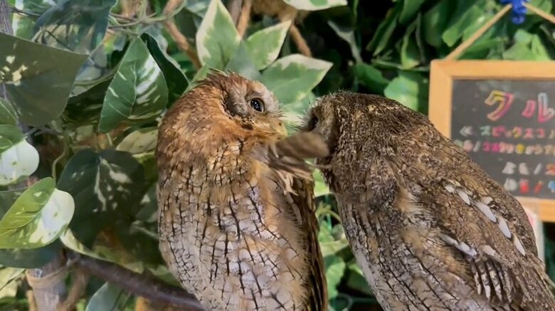 でも、クルミちゃん（左）は受け取らない