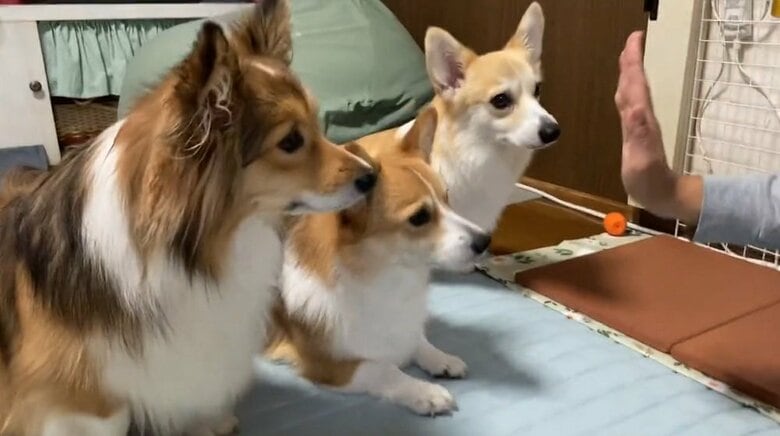 左側からうりちゃん、せこむちゃん、くまくん